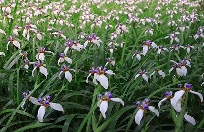 《工人物语：新兴同盟》Steam页面上线 支持简繁体中文